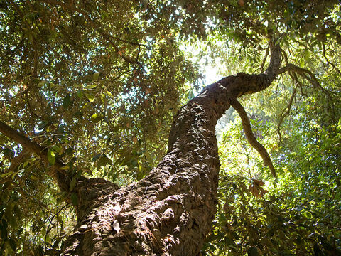 Korkeiche auf dem Campingplatz und in den Maures