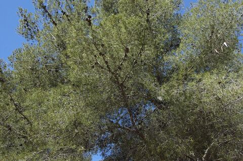 Die Heilkräfte des Waldes auf Unserem Campingplatz