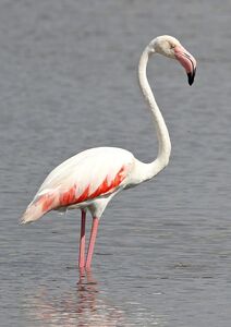 Rosa Flamingo in Hyères im Departement Var