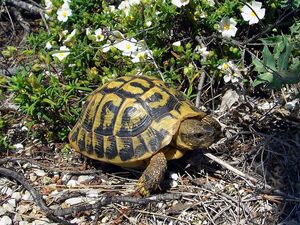 Hermannsche Landschildkröte im Departement Var