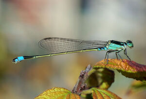 Libelle im Department Var 