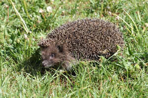 Igel auf dem Campingplatz im Departement Var