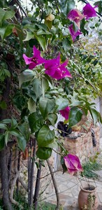 Bougainvillea Glabra