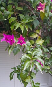 Bougainvillea Glabra