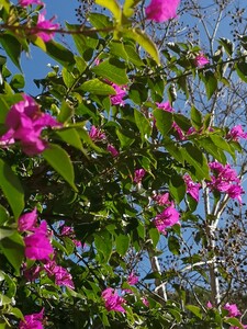 Bougainvillea Glabra