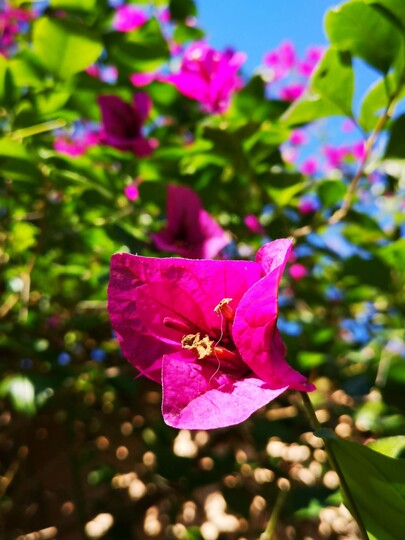 Bougainvillea Glabra