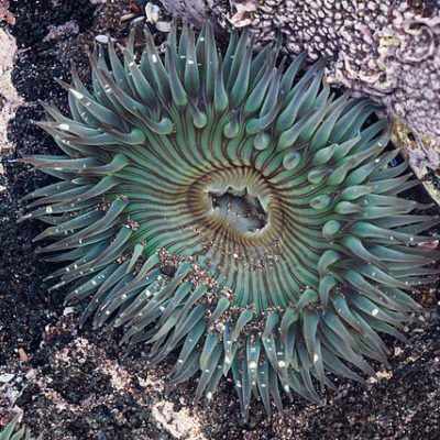  Schnorcheln mit Flossen: Besuchen Sie die kleine Insel des Krokodils während Ihrer Ferien auf dem Campingplatz