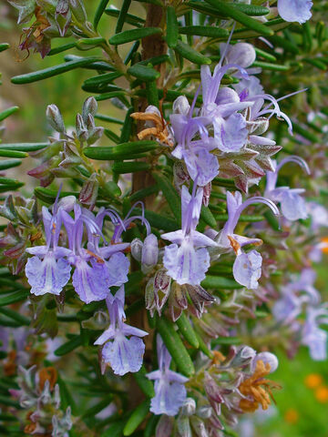 Rosmarin ist einer der aromatischen Stars der provenzalischen Gastronomie!