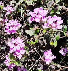 Lantana von Sellow