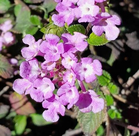 Die Lantana von Sellow ist ein Segen für Schmetterlinge auf unserem Campingplatz!