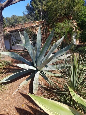 Agave auf dem Campingplatz