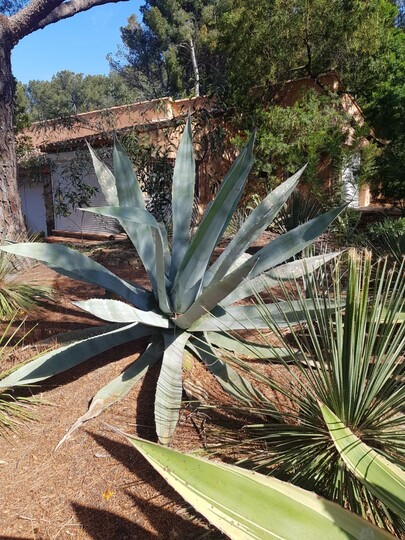 Amerikanische Agave