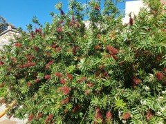 Flaschenputzer (Callistemon)