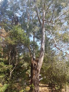 Eine herrliche Pflanzenwelt für Ihre Ferien