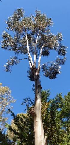 Bewundern Sie die großen Eukalyptusbäume der Campingplatz