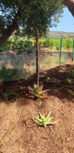 Aloe maculata auf dem Campingplatz