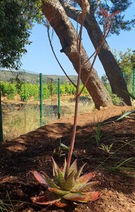 Aloe maculata auf dem Campingplatz