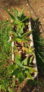 Aloe maculata auf dem Campingplatz