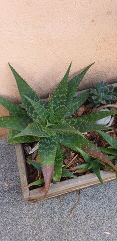 Aloe maculata auf dem Campingplatz