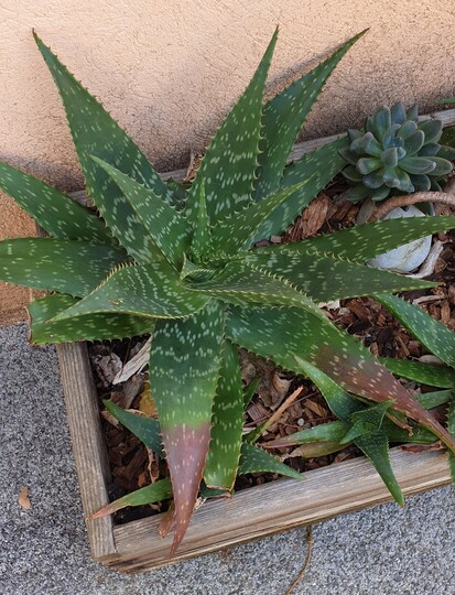 Aloe maculata auf dem Campingplatz