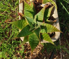 Aloe maculata auf dem Campingplatz