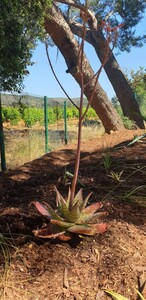 Aloe maculata auf dem Campingplatz