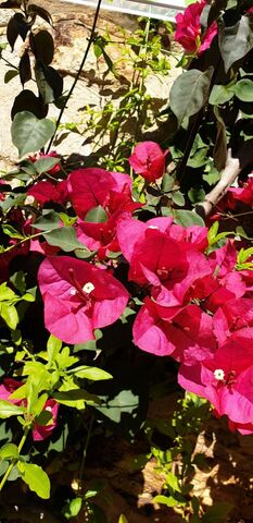 Bougainville auf dem Campingplatz