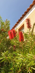 Flaschenputzer (Callistemon)