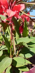 Blumenrohr (Canna hybride)
