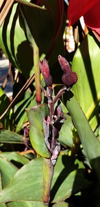 Blumenrohr (Canna hybride)