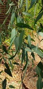 Eukalyptus