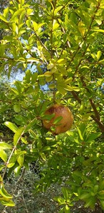 Granatapfelbaum