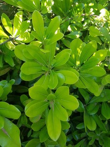 Chinesischer Klebsame (Pittosporum tobira)