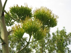 Agave