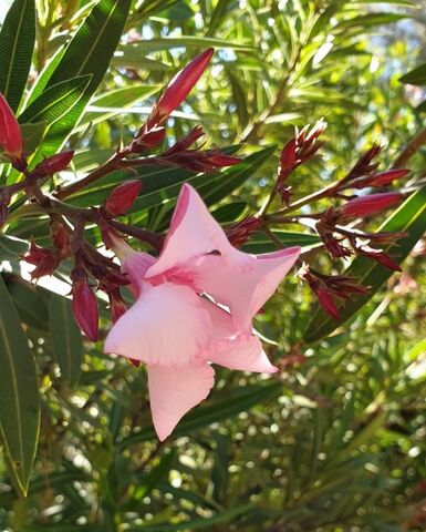 Überall ist der Oleander ein wichtiger Bestandteil der blühenden Hecken auf unserem Campingplatz.