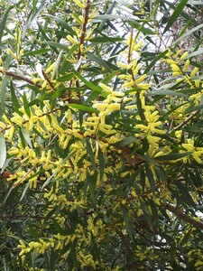 Langblättrige Mimose