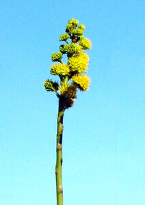 Agave