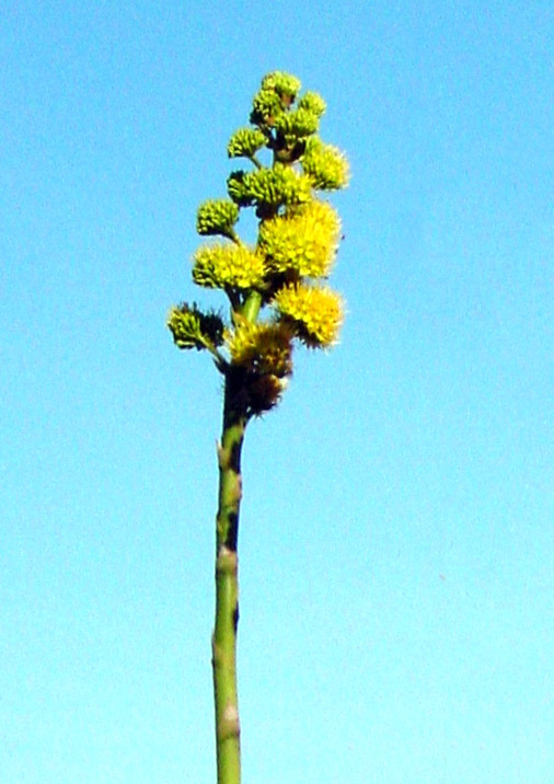 agave