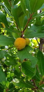 Erdbeerbaum
