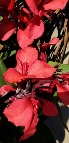 Blumenrohr auf dem Campingplatz