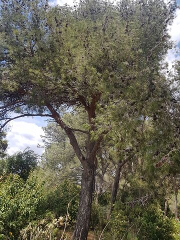 Der traditionelle Baum im Departement Var: Die Aleppo-Kiefer ist selbstverständlich auch auf unserem Campingplatz vertreten.