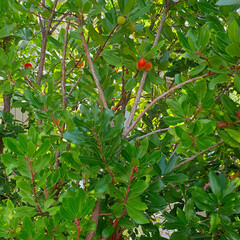 Erdbeerbaum