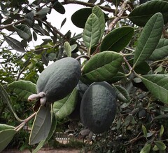 Feijoa Sellowiana oder Brasilianischer Guavenbaum