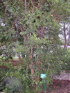 Buchsbaum von den Balearen