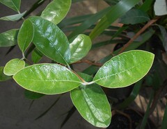 Feijoa Sellowiana oder Brasilianischer Guavenbaum