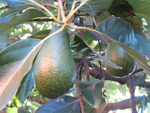 Avocadobaum auf dem Campingplatz