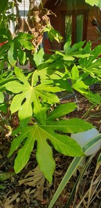 Chinesische Papieraralie