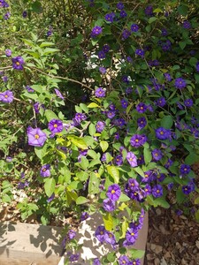 Enzianbaum