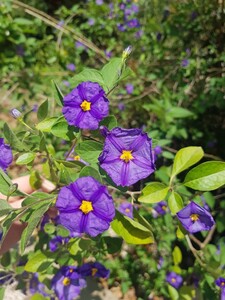 Enzianbaum