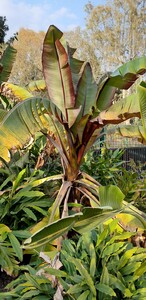 Bananier d’Abyssinie